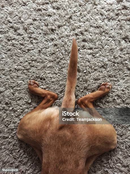 Funny Dog Laying Outstretched Stock Photo - Download Image Now - Dog, Tail, Animal