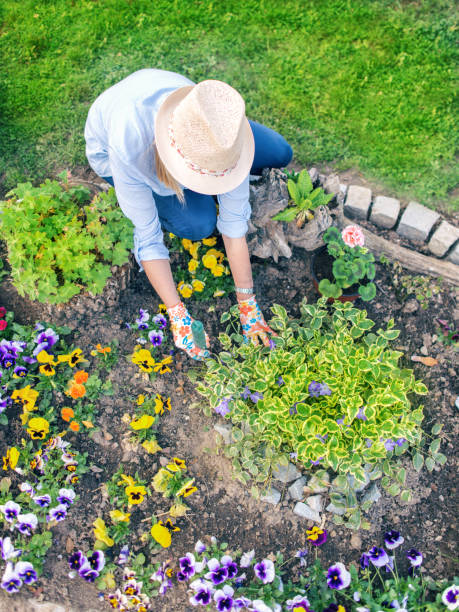 istock Woman planting flowers 946448816