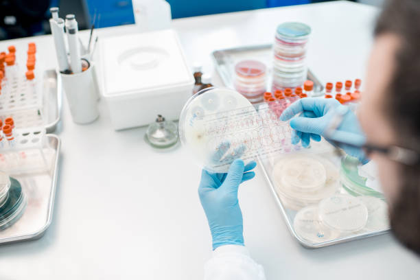 istock Bacteria with antibiotics in Petri dishes 946451156