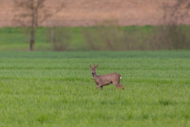 istock young roebuck (capreolus) in green meadow, trees in background 946456048