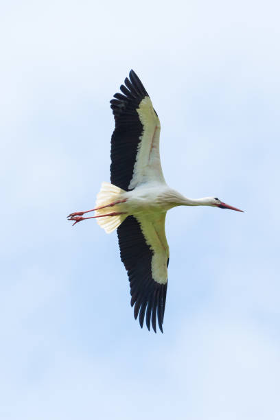 istock detailed portrait white stork (ciconia ciconia) flying, spread wings 946458260