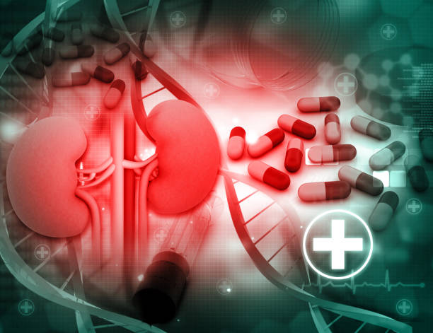 istock 3d render of Human kidney and medicines 946459412