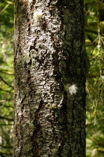 istock Pacific Northwest forest and Pacific dogwood tree 946459572