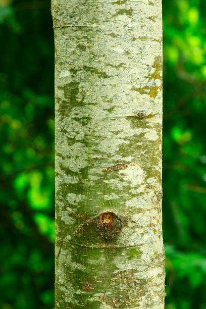istock Pacific Northwest forest and Red alder trees 946459726