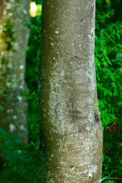 istock Pacific Northwest forest and Pacific dogwood tree 946459770