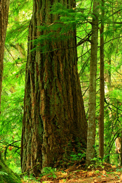 istock Pacific Northwest forest and Douglas fir trees 946459972