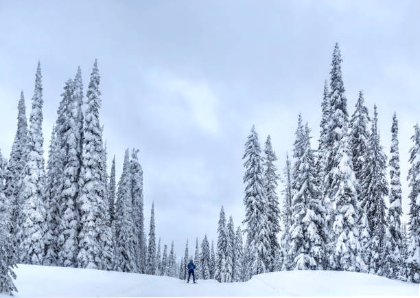 esqui nórdico perto de kelowna no resort de esqui de branco grande em um dia de neve. - canadian culture landscape mountain range mountain - fotografias e filmes do acervo