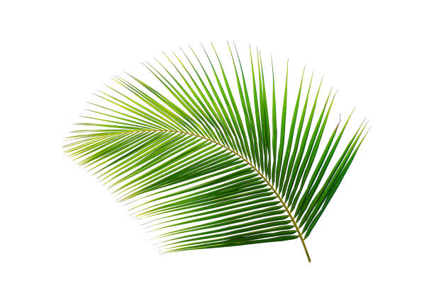 istock Tropical coconut palm leaf isolated on white 946465456