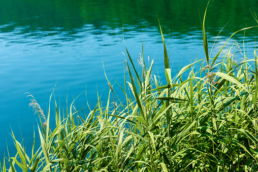 Detail of a green reeds in the blue and green water (lake) in summer. Levico lake, trentino alto adige, Italy