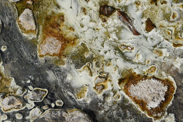 istock White pondweed and thermophilic algae live  under shallow hot water in natural hot spring. 946466362