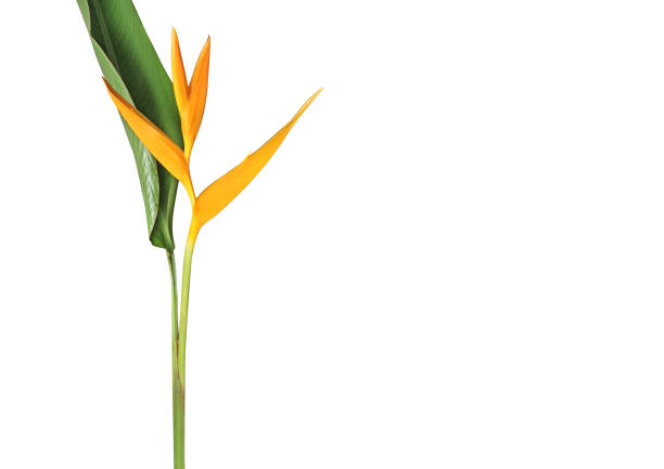 Closeup Heliconia psittacorum x spathocircinata 'Golden Torch' Isolated on White Background, Clipping Path