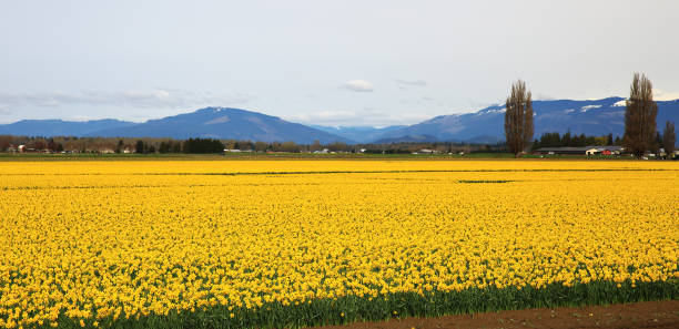 istock Yellow Field of Daffodils 946471878