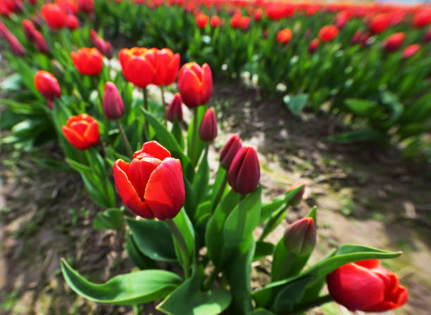 istock Vivid Red Tulips in Skagit Valley 946476558