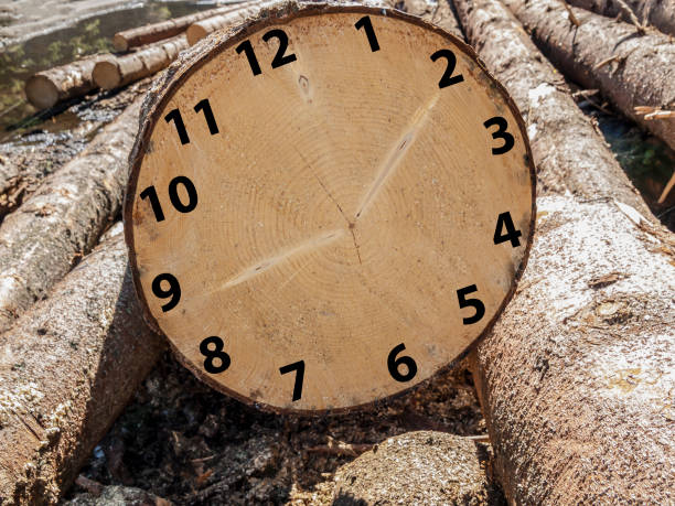 Clock concept in wood, tree trunk with clock, nature clock