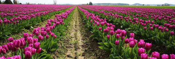 rows of fuchsia tulips - scented non urban scene spring dirt imagens e fotografias de stock