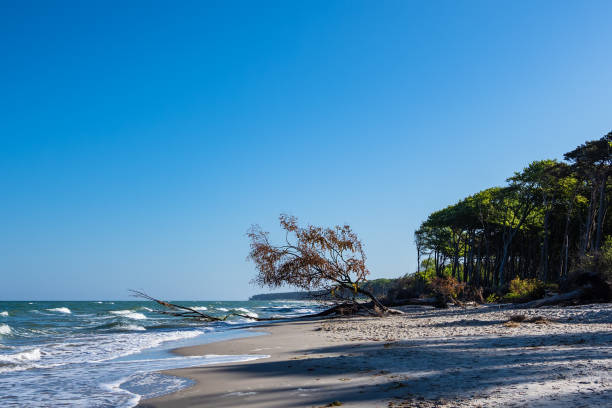 istock Trees on shore of the Baltic Sea 946480376