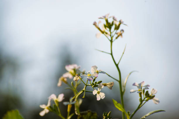 istock Barbarea vulgaris flower 946486608