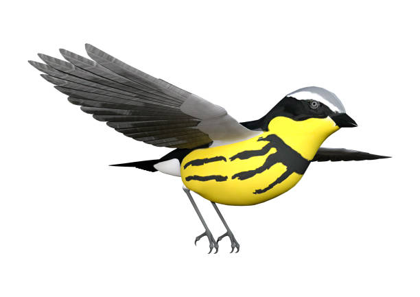 istock 3D illustration songbird wrabler on white 946487612
