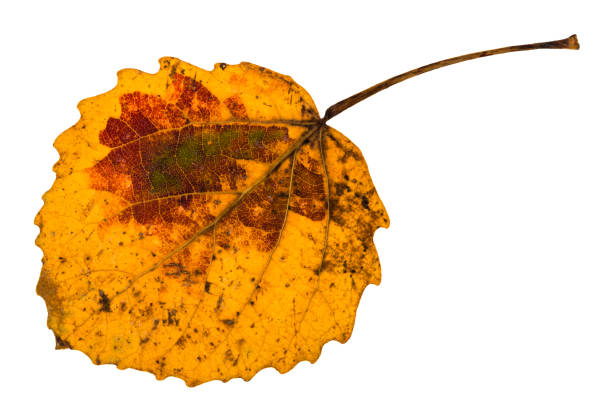 istock autumn yellow fallen leaf of aspen tree isolated 946490166