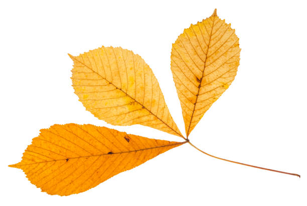 istock twig with three leaves of buckeye tree isolated 946491846