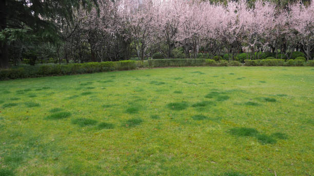 Green grassland with cherry tree stock photo