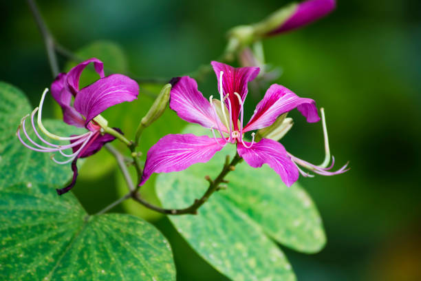 istock Bauhinia variegata flowers 946495350