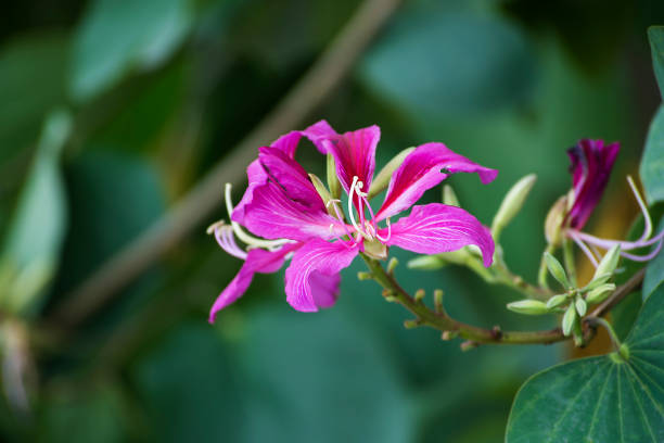 istock Bauhinia variegata flowers 946496104