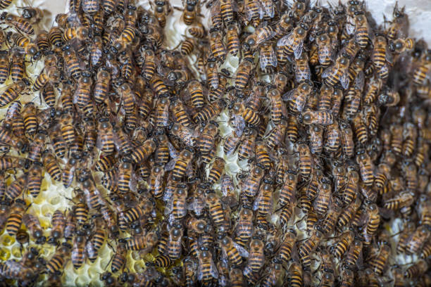 istock Close-up of bees in a beehive 946498116