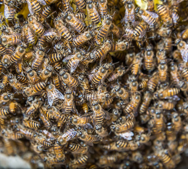 istock Close-up of bees in a beehive 946499380