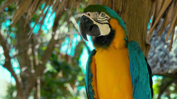 istock Close up, side view of parrot 946499712