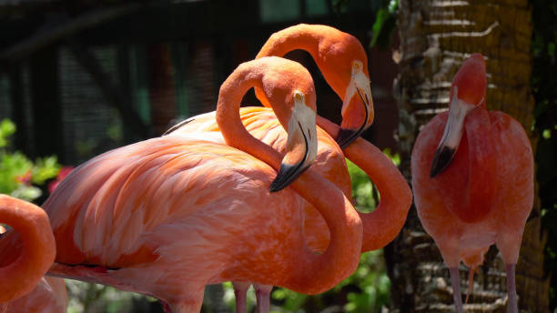 istock Flock of pink flamingos 946500250