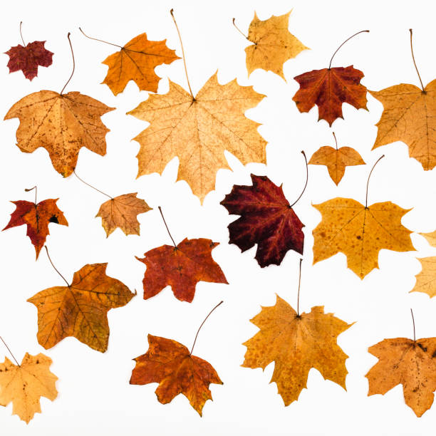 istock collage from maple autumn leaves on white 946502210