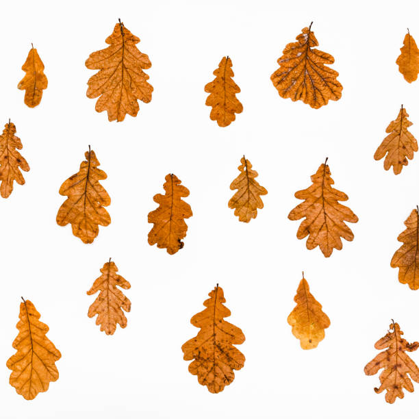 colagem de folhas de outono carvalho comuns - english oak - fotografias e filmes do acervo
