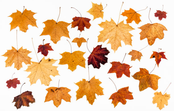 istock ornament from maple autumn leaves on white 946502528