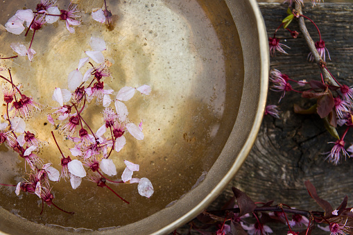 Singing bowl made of seven metals with pink seasonal prunus flowers floating on it
