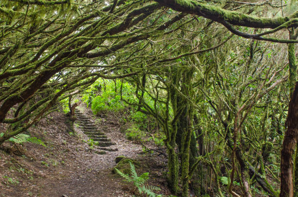 istock The amazing rain-forest in La Gomera 946505878