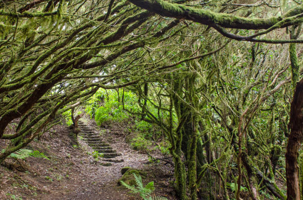 istock The amazing rain-forest in La Gomera 946505880