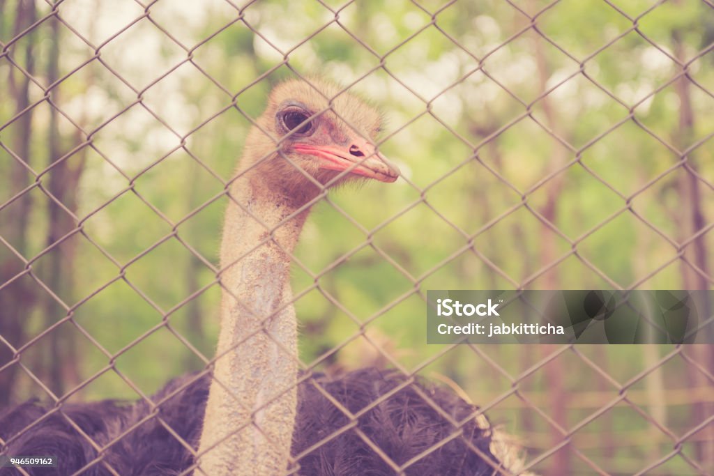 ostrich in the zoo Africa Stock Photo