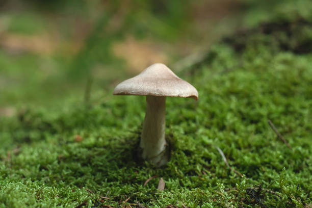 istock wild mushroom growing in the forest green moss 946509694