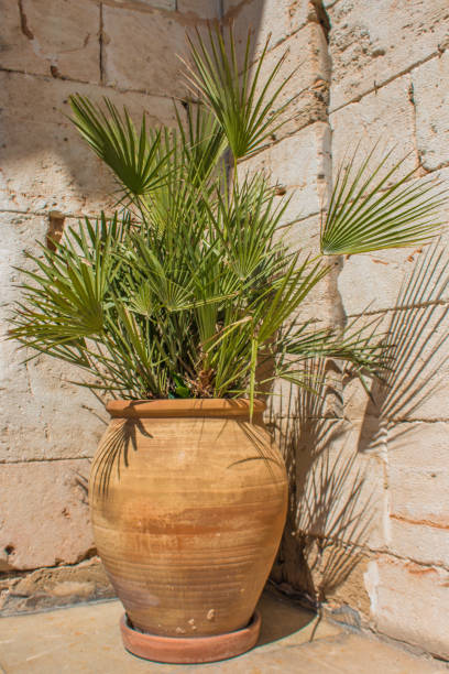 istock Potted palm leaves in a ceramic pot in Spain 946509698