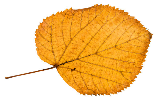 istock back side of fallen autumn leaf of linden tree 946512698