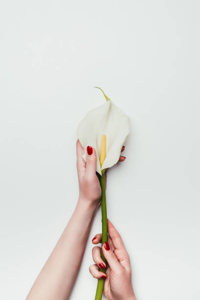 istock Female hands with white flower calla isolated on white 946512774