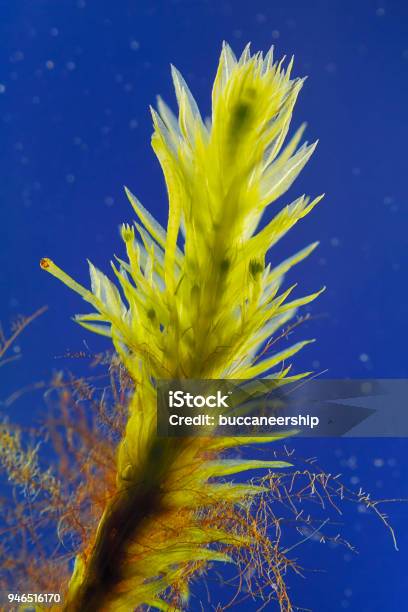 Moss With Visible Rhizoids Stock Photo - Download Image Now - Back Lit, Biology, Botany