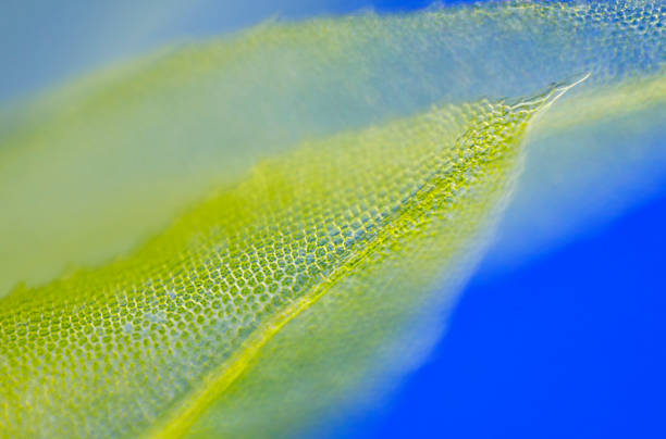 Detail of moss leaf Detail of moss leaf. Rheinberg illumination. rheinberg illumination stock pictures, royalty-free photos & images