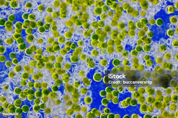 Horsetail Spores Stock Photo - Download Image Now - Microscope, Science, Yellow