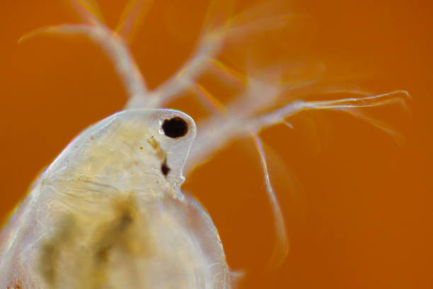 Freshwater water flea (Daphnia magna) Microscopic view of freshwater water flea (Daphnia magna). Rheinberg illumination. rheinberg illumination stock pictures, royalty-free photos & images