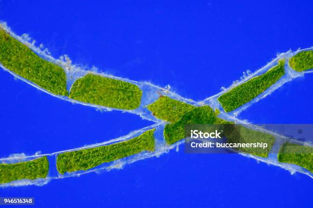 Green Algae Cells Stock Photo - Download Image Now - Algae, Biological Cell, Biology