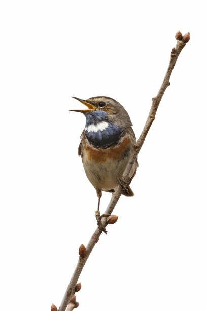 singing male bluethroat (luscinia svecica) against a white background - passerine imagens e fotografias de stock