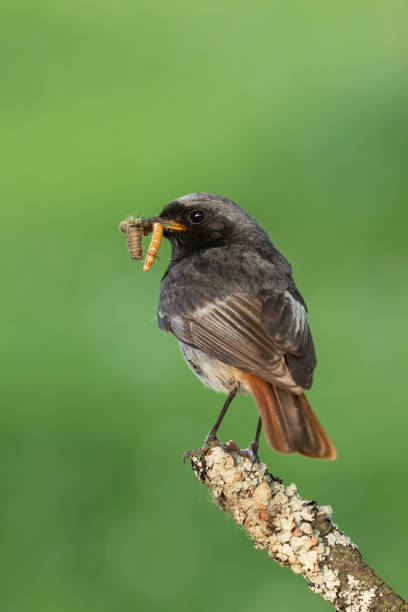 istock Male black redstart (Phoenicurus ochruros) with insects 946519668