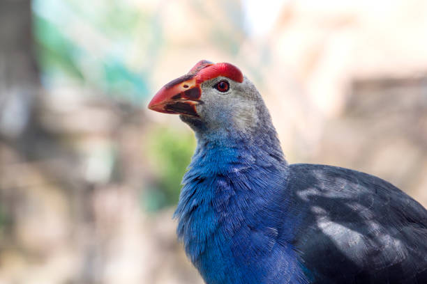 calamón de aves con plumas azules (estanque en el fondo) - new zealand culture fotografías e imágenes de stock